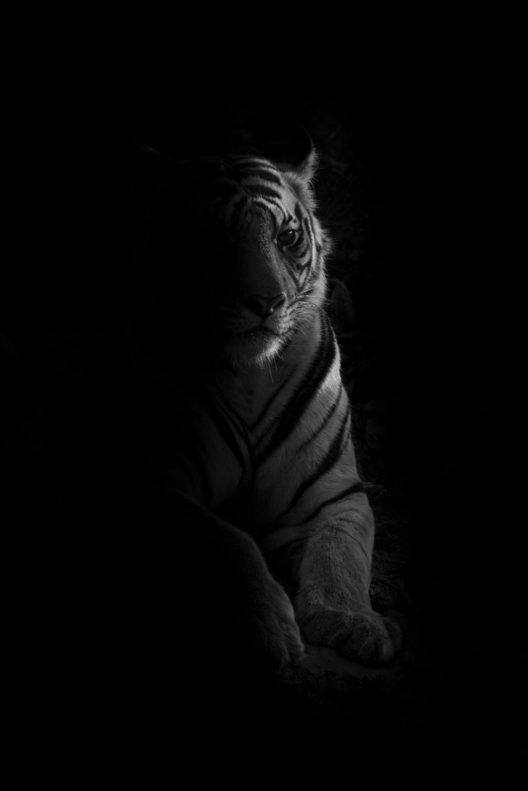 Lion - Knowledge, Wisdom, Understanding